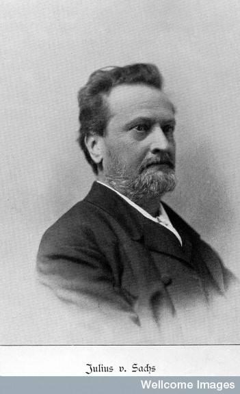 9 1859 odjezd do Německa, Drážďany 1861-1867 přednášel botaniku na dnešní University of