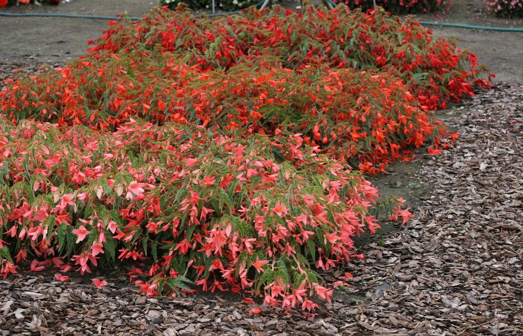 Begonia boliviensis 'Copacabana F1' 1500 1490 V letošním roce uvádí firma Černý vlastní šlechtění skupinu tří hybridních odrůd druhu