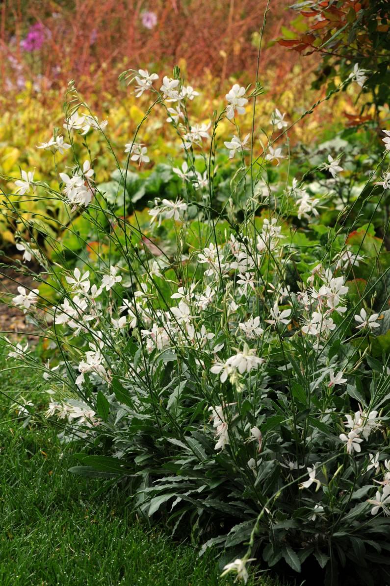 Gaura lindheimeri Gaura je prvním rokem kvetoucí trvalka. Tato neokoukaná květina se velmi dobře hodí pro výsadbu do velkých nádob, ale i na záhon. Kvete celou sezónu atraktivním bílým květem.