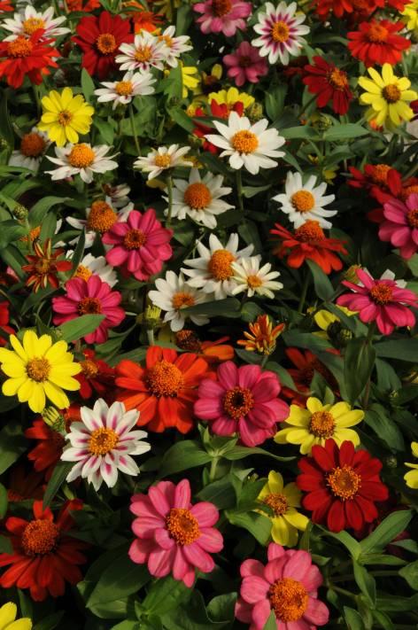 Zinnia marylandica Nová odrůda ze skupiny ' Zahara' Zahara Sunburst rozšiřuje oblíbenou