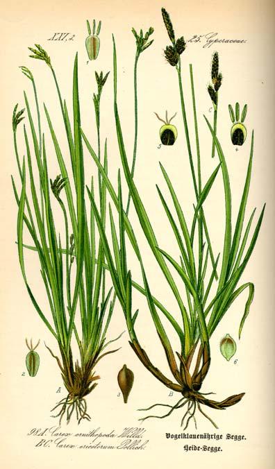 Carex ornithopoda