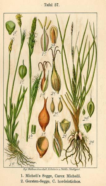 Carex michelii ostřice Micheliova stepní stráně,