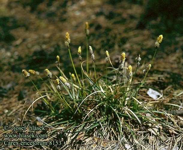 Carex ericetorum ostřice