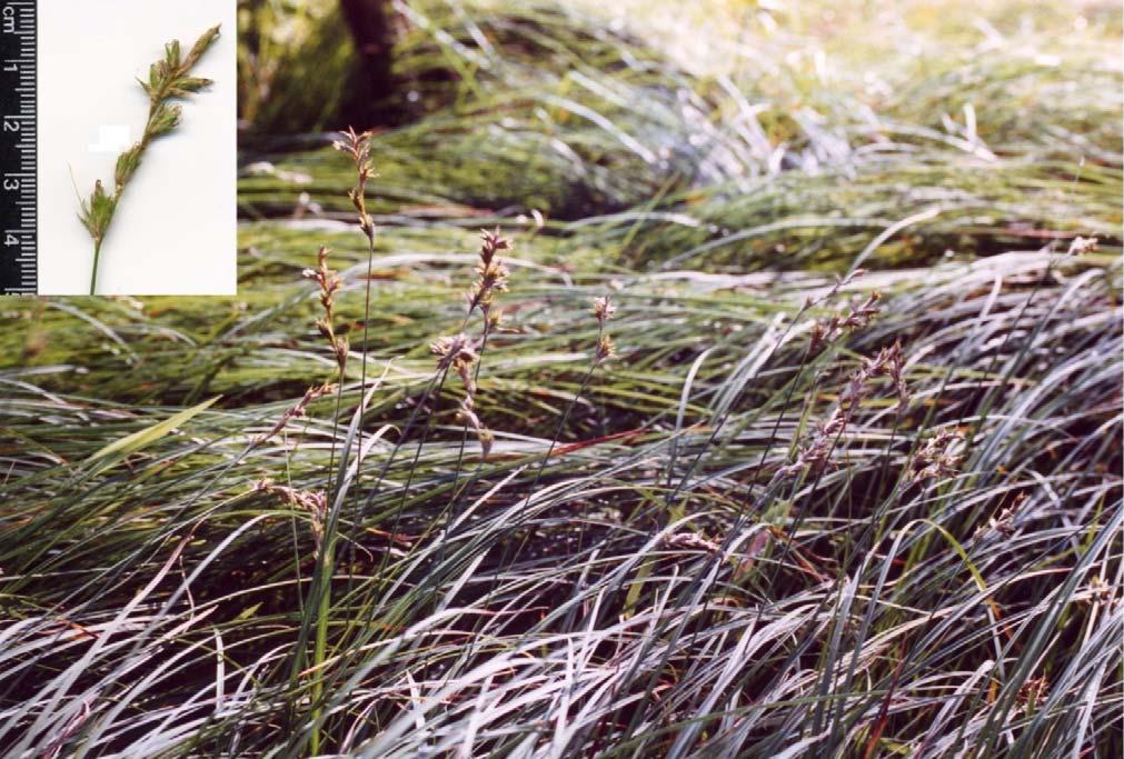 Carex pseudobrizoides ostřice pískomilná světlé, suché