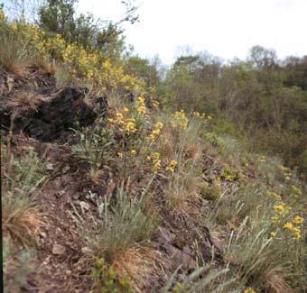 Přirozené a polopřirozené travinné formace I Subpanonské stepní trávníky jižní Morava (panonská biogeografická oblast) zapojené až mezernaté obv.