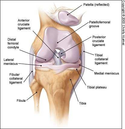 1. KOLENNÍ KLOUB 1.1. ANATOMIE KOLENNÍHO KLOUBU Kloub představuje spojení dvou nebo více kostí dotykem articulatio synovialis, neboli diartróza.