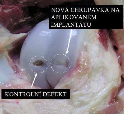 Při pokusech in vivo se všechny použité (modifikované i nemodifikované) polymerní implantáty dokonale vhojily do kostní tkáně.