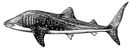 CHONDRICHTHYES (chiméry, žraloci, rejnoci) RYBOVITÍ OBRATLOVCI MILOSLAV