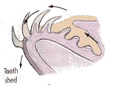 1) lovci (Hexanchus, Isurus, Alpias, Squalus, Lamna, Carcharodon) Ze