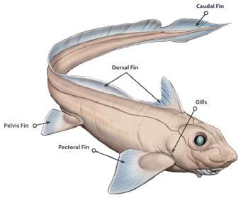 (pterygopody, tentaculum samců) Deskovité (nevýměnné) zuby bentos Vnitřní oplození, vejcorodí Kožní žaberní víčko Trn s jedovou žlázou