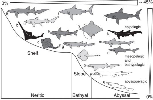 ROZŠÍŘENÍ V OCEÁNU ROZŠÍŘENÍ VE SVĚTĚ Druhy žijící u dna v menších hloubkách (10-3000