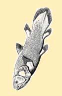 - Orectolobiformes (malotlamci) - Lamniformes (obrouni) - Carcharhiniformes (žralouni)