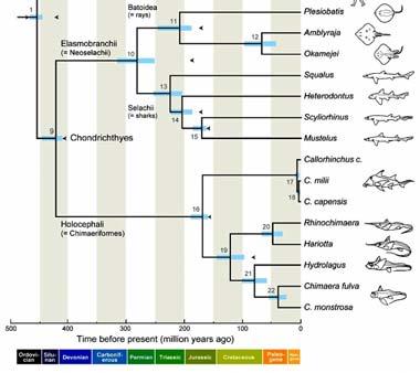Myliobatiformes (trnuchy) Nelson, 2016: Fishes of the world EVOLUČNÍ HISTORIE Přes 450 milionů