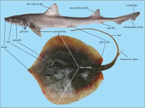 APOMORFIE CHRUPAVČITÝCH - CHONDRICHTHYES Chrupavčitý endoskelet, zvápenatělá chrupavka, nikdy se