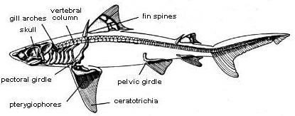 Dorůstající zuby ve více řadách, nezapuštěné do čelistí. Redukce dermálního skeletu.