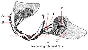 Bezešvá lebka s protáhlým rypcem (rostrum) a uzavřeným neurocraniem (chondrocranium).
