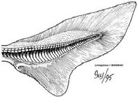 Kopulační orgány na břišních ploutvích samců (pterygopody).