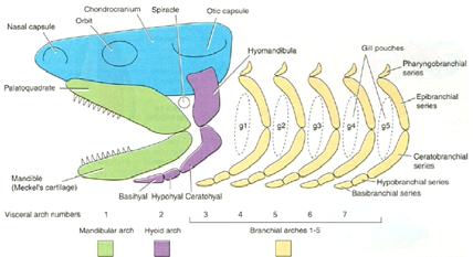 LEBKA PARYB neurokránium viscerokranium čelisti tvořeny