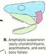 se vyvinuly do podoby čelistí CHONDRICHTHYES HOLOCEPHALI