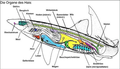 VNITŘNÍ ANATOMIE