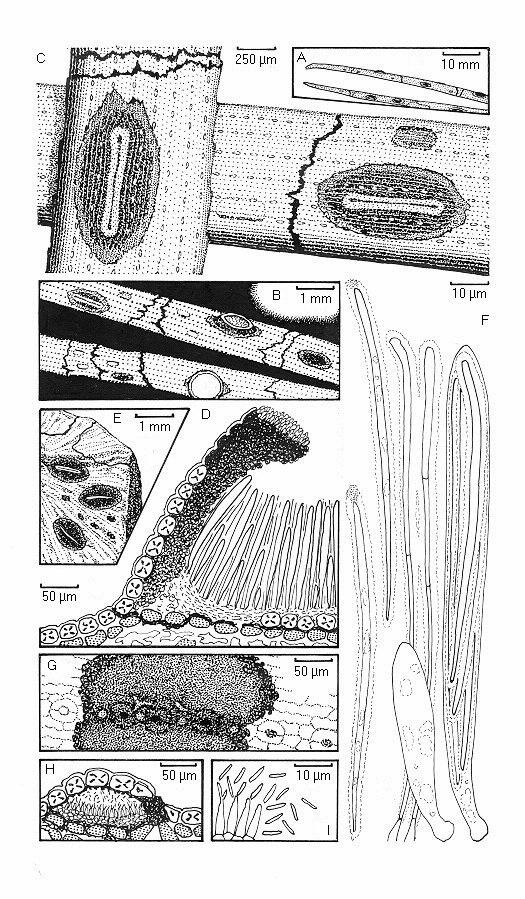 9.1 Obrázky patogenů 9.1.1 Kresby zaznamenaných druhů hub Obr. 1: Lophodermium pinastri A. Vzhled na jehlicích. B. Hysterothecia, pyknidy a zonální linie (viděno lupou). C.