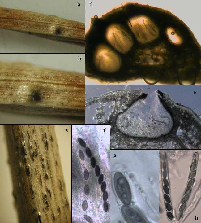 Příloha č. 9.1.2. Obr. 3: Anthostomella pedemontana: a, b, c vzhled na jehlici, d, e řez peritheciem, f, g, h vřecka s askosporami.foto: J. Bílý Obr.