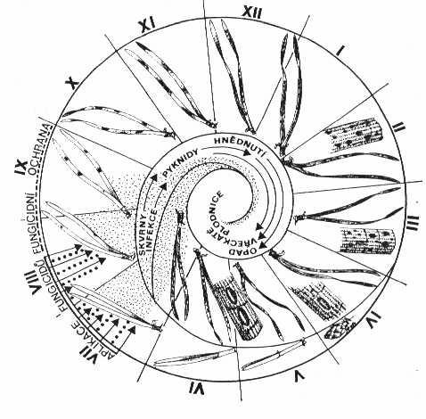 Obr. 1.: Vývojový cyklus Lophodermium pinastri s.l. (Forst 1985 dle Jančaříka 1977) Obr. 2.: Lophodermium pinastri.