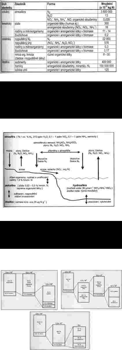 Globální cyklus dusíku Hlavní zásoby dusíku. (Brock, Madigan, 1988) Globální cyklus dusíku Velké prenosy se uskutecnují mezi pedosférou a atmosférou.