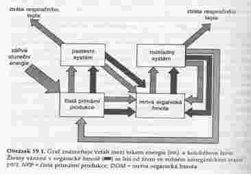 Tok energie a kolobeh živin FUNKCNÍ VZTAHY V EKOSYSTÉMU solární energie (Ellenberg, 1971) výmena látek mimo ekosystém voda minerální látky Z e l e n é CO 2 O 2 odumrelá organická hmota r o s t l i n