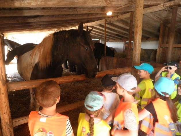 bedlivého dozoru si i pohladit jeho hebký kožíšek. Mezi poníky upoutala naši pozornost zejména malá Andělka proč se jí tak říká, se běžte přesvědčit na vlastní oči.