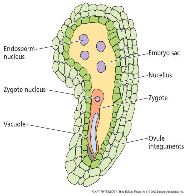 23 Vývoj endospermu Endosperm tkáň shromažďující rezervy do doby, kdy je vyvíjející se embryo absorbuje do svých děloh Semena s nevýrazným endospermem (sója, hrách, salát, rajče) minimální zásobní