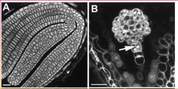 Cell 6: 1713-1729 Ztráta funkce ABP1 (Auxin-Binding Protein1): zastavení vývoj