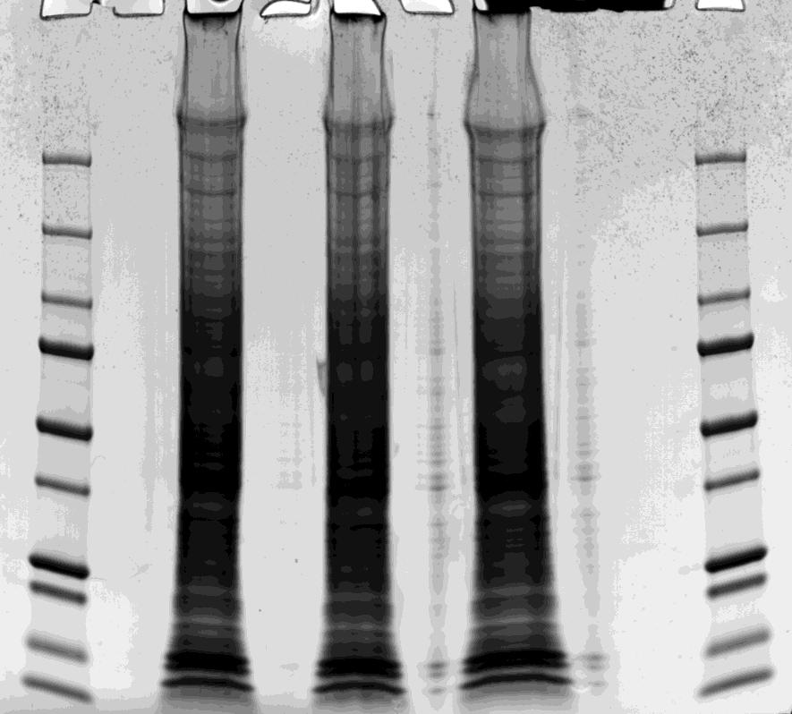 Kombinace technik 1D-SDS elektroforézy a nanokapilární chromatografie s hmotnostní detekcí pro identifikaci proteinů Redukce, alkylace a proteolytické štěpení M 2h 4h 6h M Část gelu obsahující