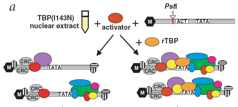 vzorek 2 isotope-coded affinity tag Ranish