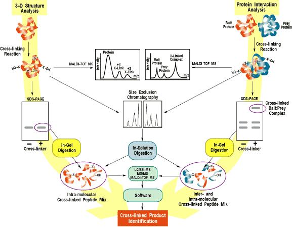 Chemické zesíťování proteinů a MS pro mapování třídimensionálních struktur proteinů a proteinových komplexů Sinz A: J Mass Spectrom 2003: 38, 1225-1237 Pierce Biotechnology, Inc.