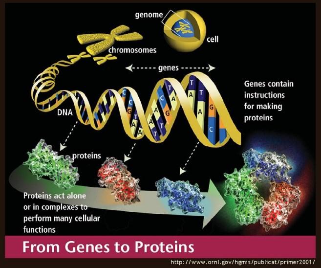 Rozvoj proteomiky a peptidomiky Genomika bioinformatika MS metody Biologický materiál GENOMIKA Databáze genových sekvencí Frakcionace bílkovin štěpení BIOINFORMATIKA Záloha, třídění, zpracování,