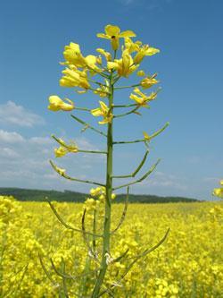 Jarní forma se pěstuje hlavně v Kanadě v ČR je pouze jako doplňková, protože má nižší výnosy,