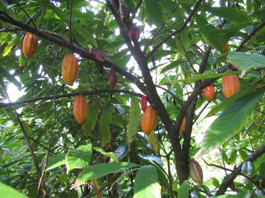 ČOKOLÁDA Historie Semena rostliny kakaovníku (Theobroma cacao) Známá v Americe již před K. Kolumbem (Indiáni) 15. století rozšířena do Evropy, kde se záhy začala mísit s cukrem (v polovině 16.