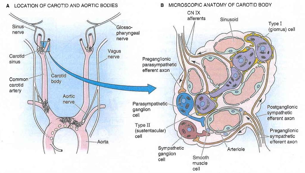 Boron et al.