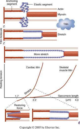 Molekulární úroveň Aktino-myosinový komplex Titin - elesticita / molekulární