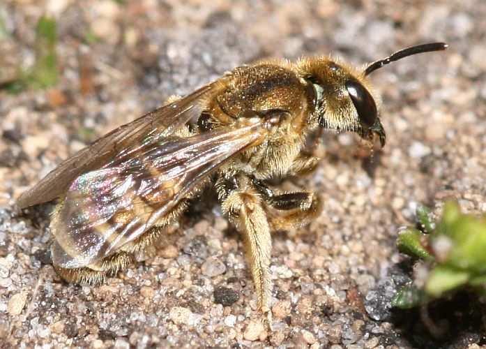 toxické), časem dřeviny mulčování pro urychlení kolonizace kolonizace psamofilními bezobratlými náhradní stan.