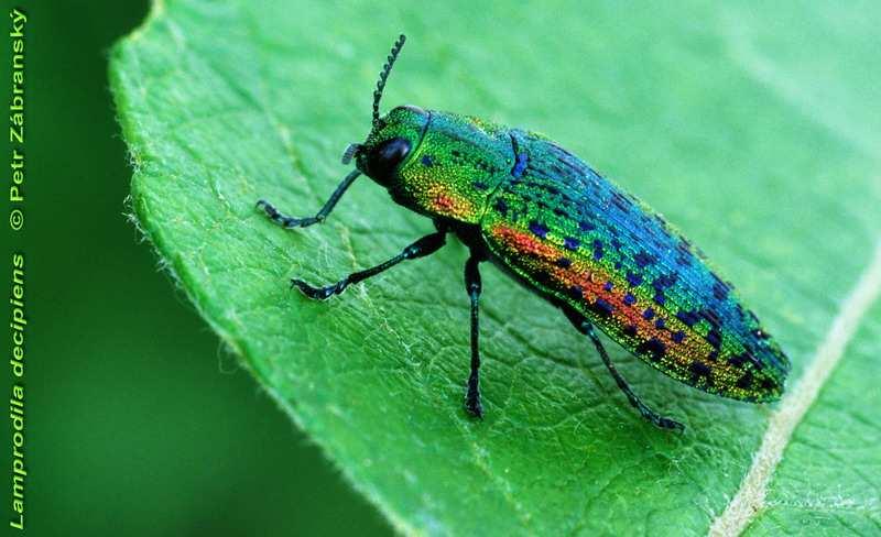 bezobratlí postindustriálních suchozemští brouci především vápencové kamenolomy osidlují stepníspecialisté(např.
