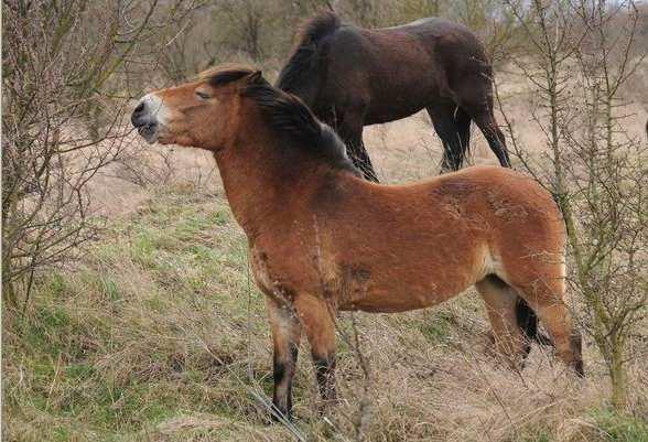 udržování bezlesí, koně dobře potlačují třtinu doporučená