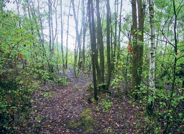potápníci, vířníci, vodní Diptera-koutule, acidoa halofilnípakomáři, chrostíci, vážky