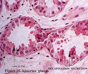 aromatické apokrinní tubulózní jednoduché nebo větvené žlázy ústí do vlasového folikulu nad mazovou žlázou v podpaží (gll. axillares), na bradavce prsní (gll.