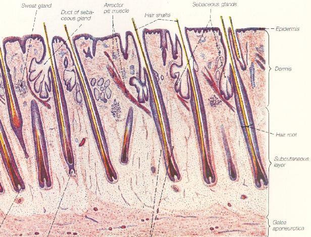 Kůže s vlasy Musculus arrector pili