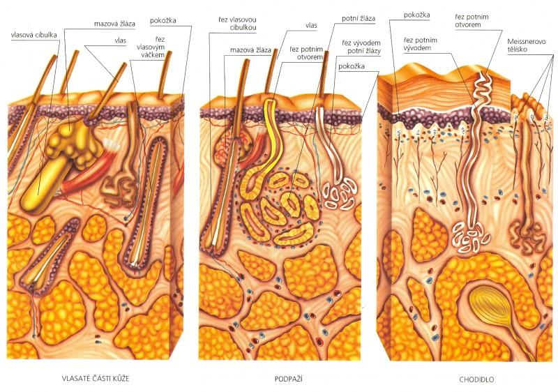 Typ kůže: tenký tlustý Kůže s vlasy Kůže z axilly Kůže z prstu ekrinní pot.