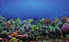 Vzácné ryby překrásných barev a jedinečné korály přivádějí milovníky podmořské fauny do docela jiného světa.