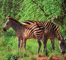 Safari je jedním z hlavních důvodů pro návštěvu Keni a mnoho návštěvníků se vrací znovu a znovu do místních národních parků těchto úžasných přírodních zoologických zahrad o rozloze mnoha milionů akrů.