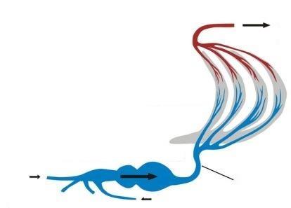 Břišní aorta Odkysličená krev přicházející žilami z těla http://www.chytej.